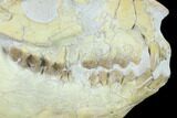 Fossil Oreodont (Merycoidodon) Skull - Wyoming #134357-3